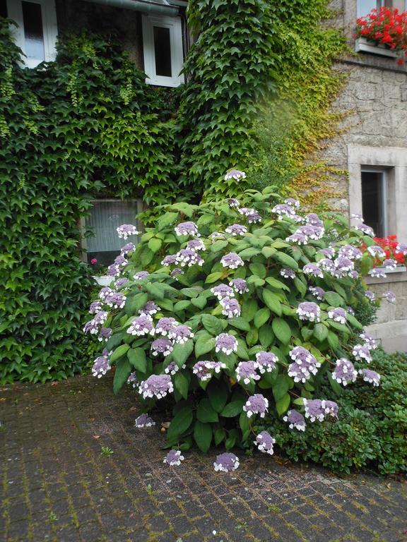 Westfalenhof Garni Willingen  Εξωτερικό φωτογραφία